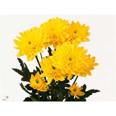 Chr T Euro Yellow
