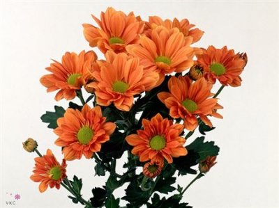 Chr T Grand Orange