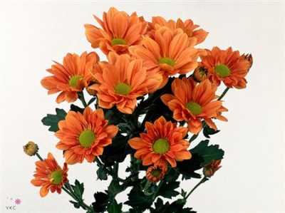 Chr T Grand Orange