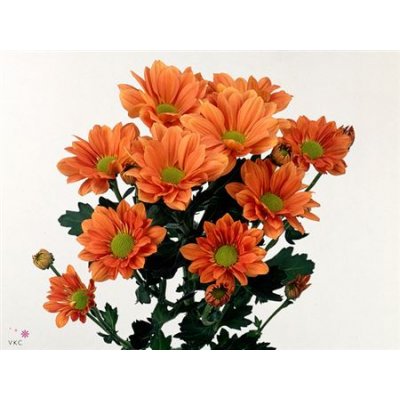 Chr T Grand Orange