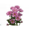 Chr T Grand Pink