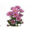 Chr T Grand Pink