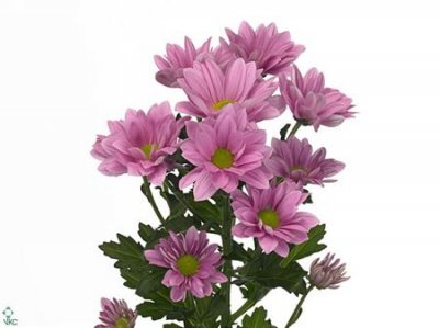 Chr T Grand Pink