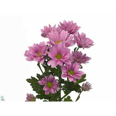 Chr T Grand Pink