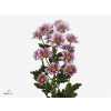 Chr T Haydar Pink