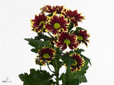 Chr T Haydar Yellow