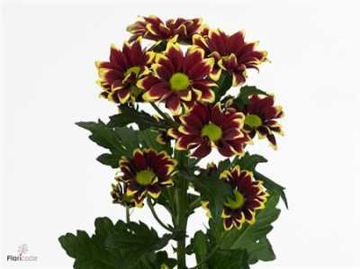 Chr T Haydar Yellow