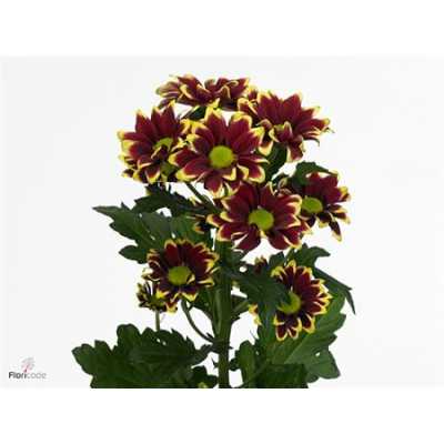 Chr T Haydar Yellow