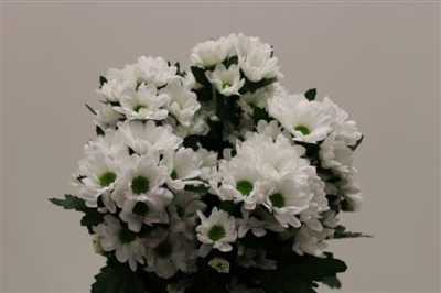 Chr T Ilonka