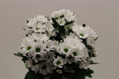 Chr T Ilonka
