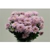 Chr T Karma Pink