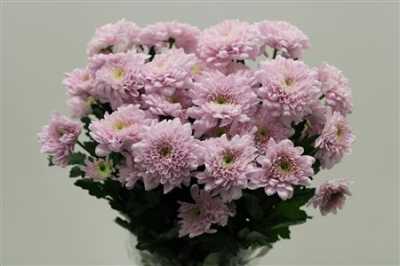 Chr T Karma Pink