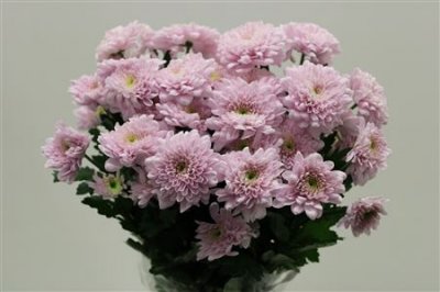 Chr T Karma Pink
