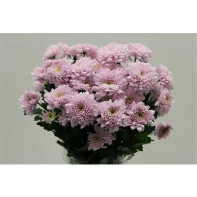 Chr T Karma Pink