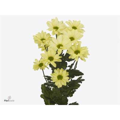 Chr T Kennedy Cream