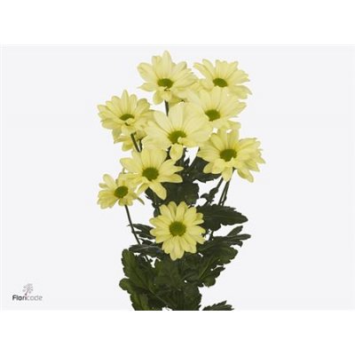 Chr T Kennedy Cream