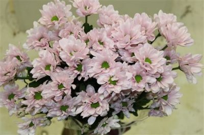 Chr T Kennedy Rosy