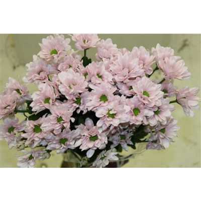 Chr T Kennedy Rosy