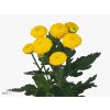 Chr T Limoncello