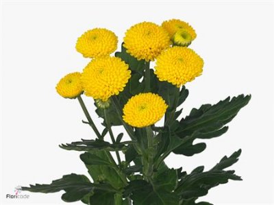 Chr T Limoncello