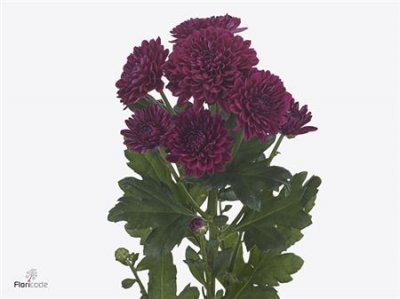 Chr T Lollipop Purple
