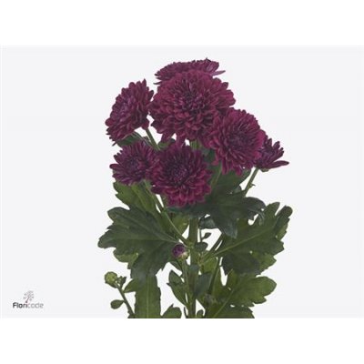 Chr T Lollipop Purple