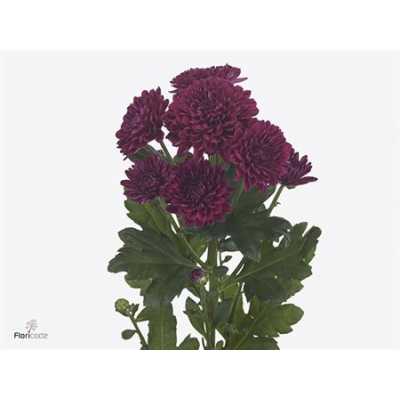 Chr T Lollipop Purple