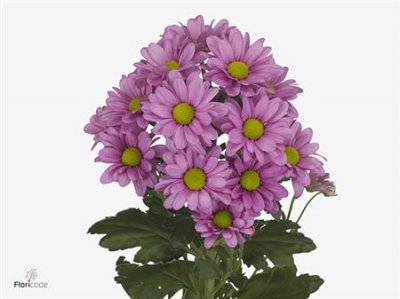 Chr T Memphis Pink