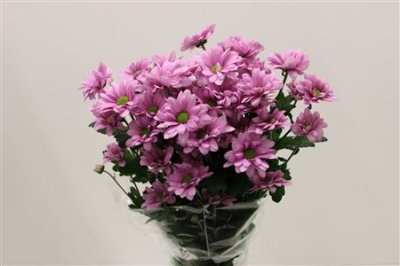 Chr T Memphis Rosy