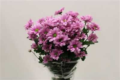 Chr T Memphis Rosy