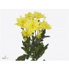 Chr T Pina Colada Yellow