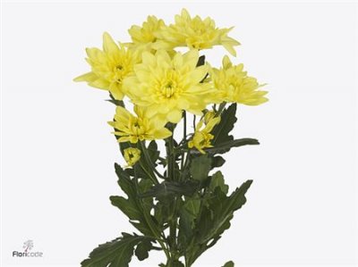 Chr T Pina Colada Yellow