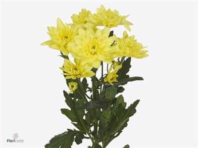 Chr T Pina Colada Yellow