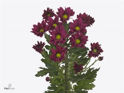 Chr T Purple Star