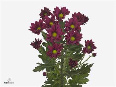 Chr T Purple Star