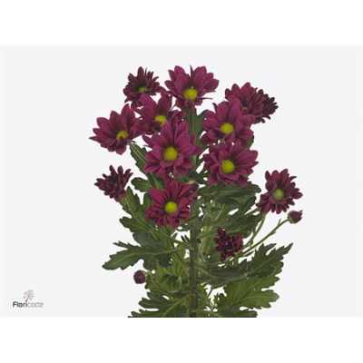 Chr T Purple Star