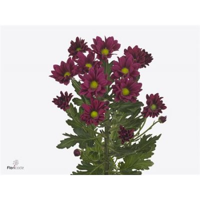Chr T Purple Star