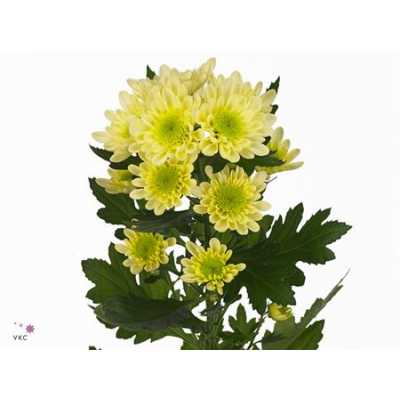 Chr T Radost Cream
