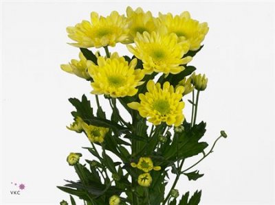Chr T Radost Yellow