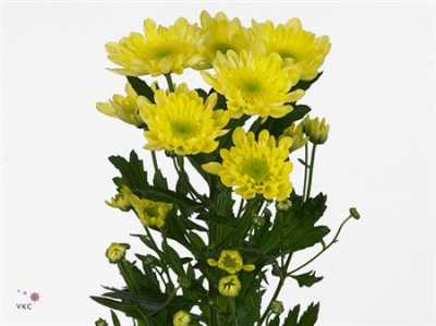 Chr T Radost Yellow