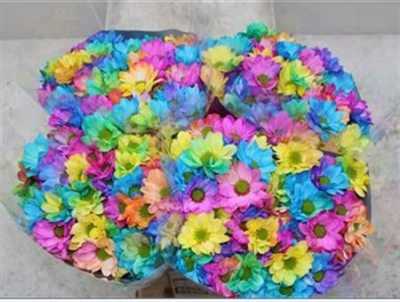Chr T Rainbow