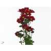 Chr T Redstart