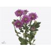 Chr T Romance Purple