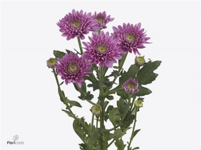 Chr T Romance Purple