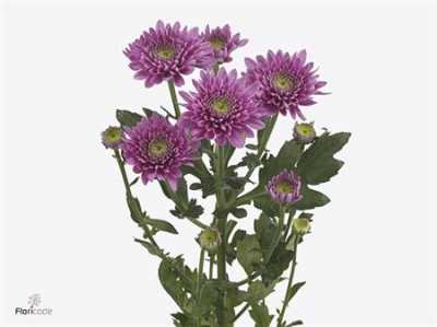 Chr T Romance Purple