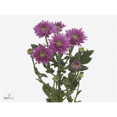 Chr T Romance Purple