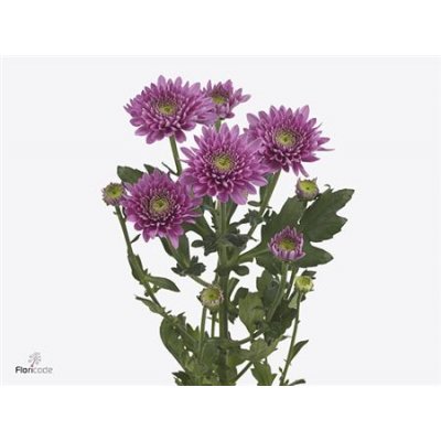 Chr T Romance Purple