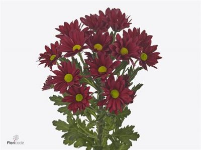 Chr T Ruby Star