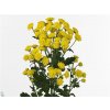 Chr T Stallion Yellow