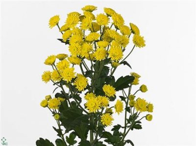 Chr T Stallion Yellow